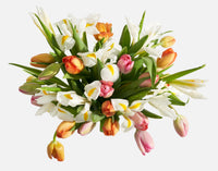 Double The Signs Of Spring
