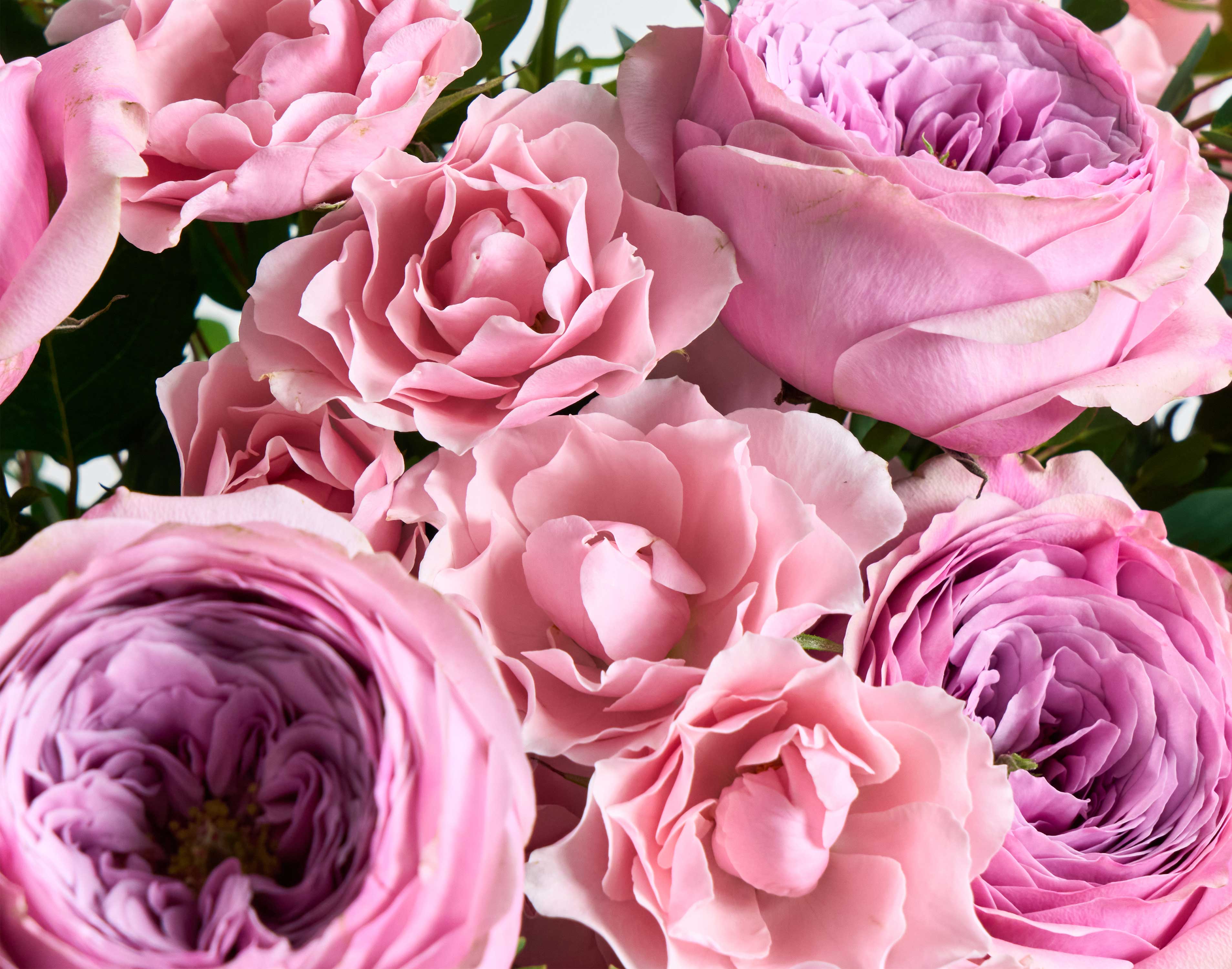 Double The Peonykiss | UrbanStems Flower Delivery