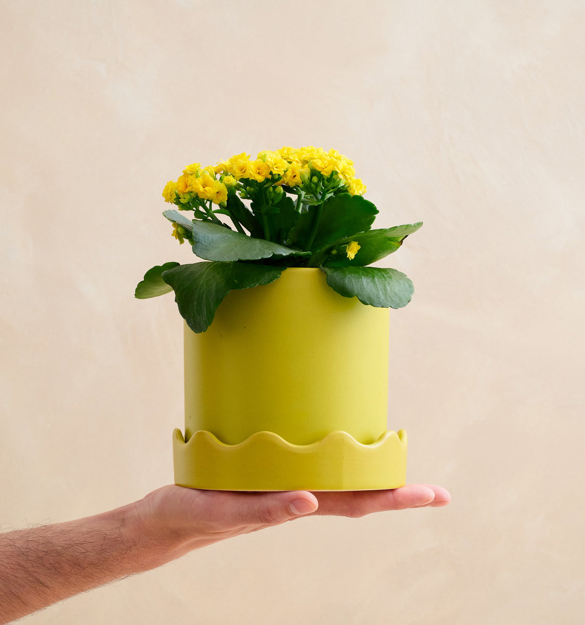 Hand holding a yellow pot with a green plant against a beige background