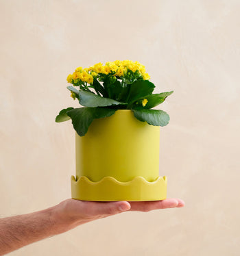 Hand holding a yellow pot with a green plant against a beige background