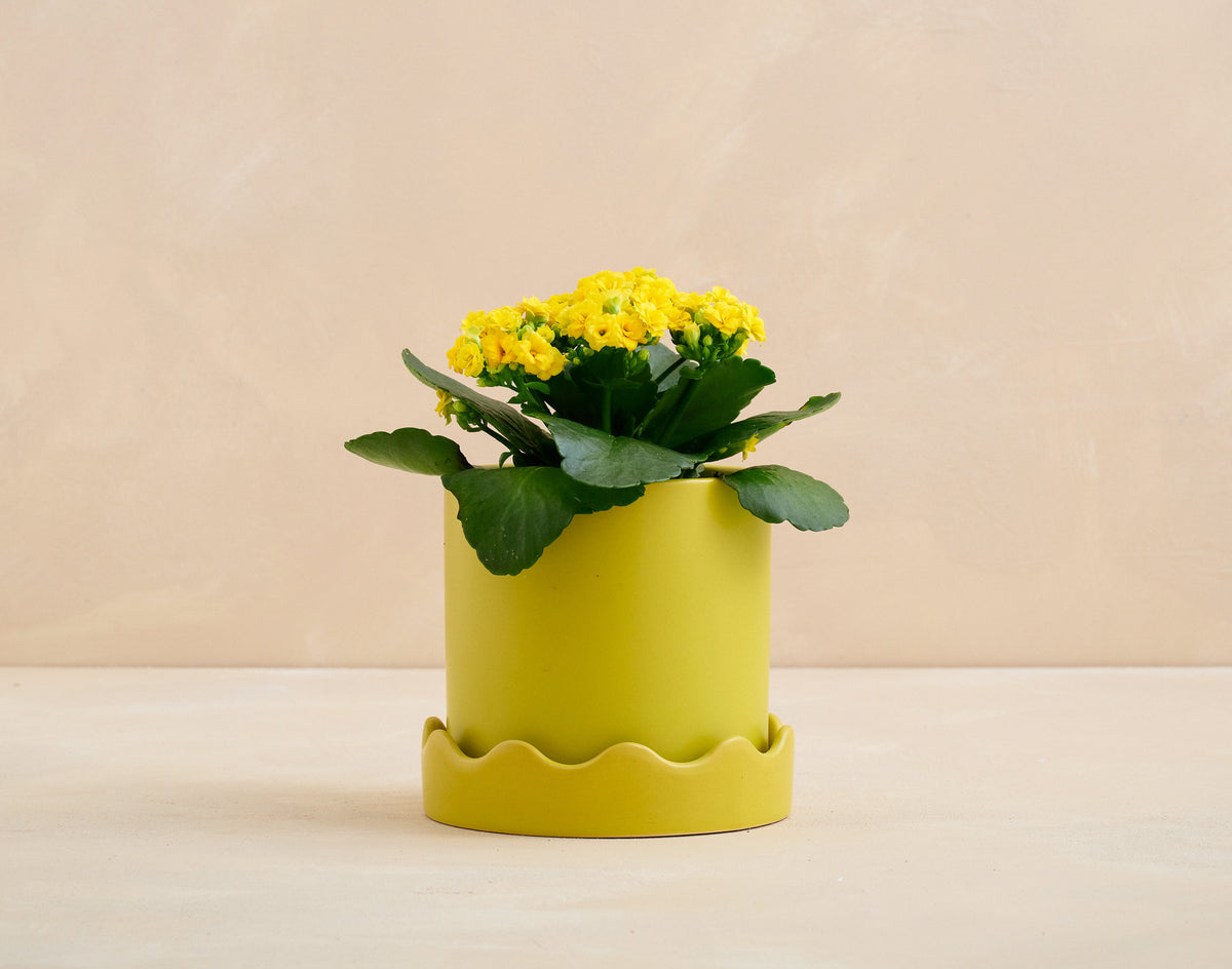 Yellow potted plant with scalloped green pot on a beige background