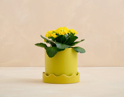Yellow potted plant with scalloped green pot on a beige background