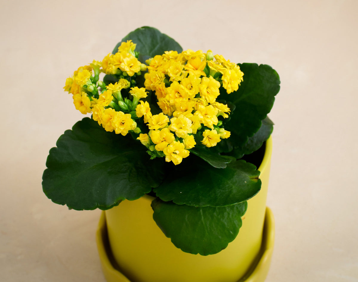Potted plant with yellow flowers and green leaves on a beige background