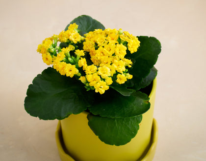 Potted plant with yellow flowers and green leaves on a beige background