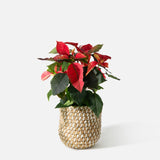 The Holiday Poinsettia