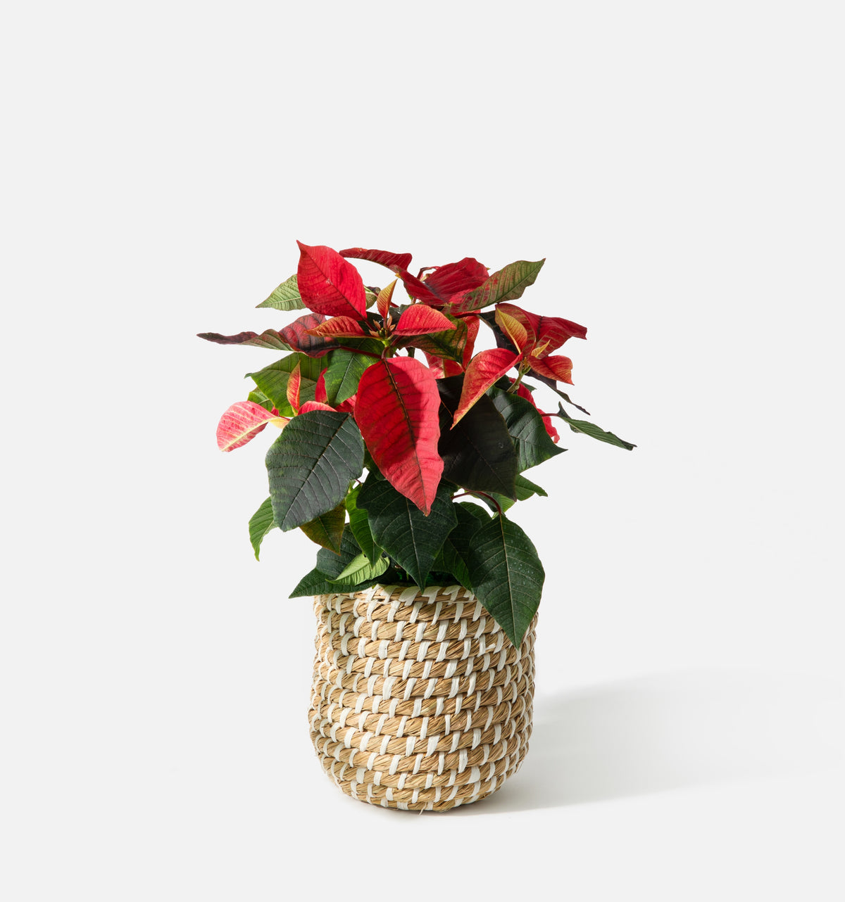 The Holiday Poinsettia