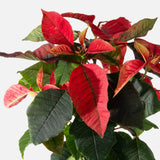 The Holiday Poinsettia
