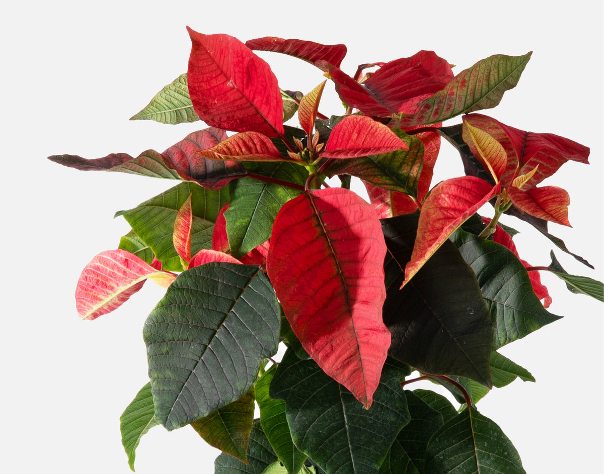 The Holiday Poinsettia