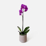 The Earthen Orchid