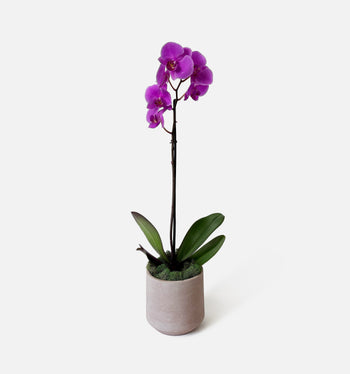 The Earthen Orchid