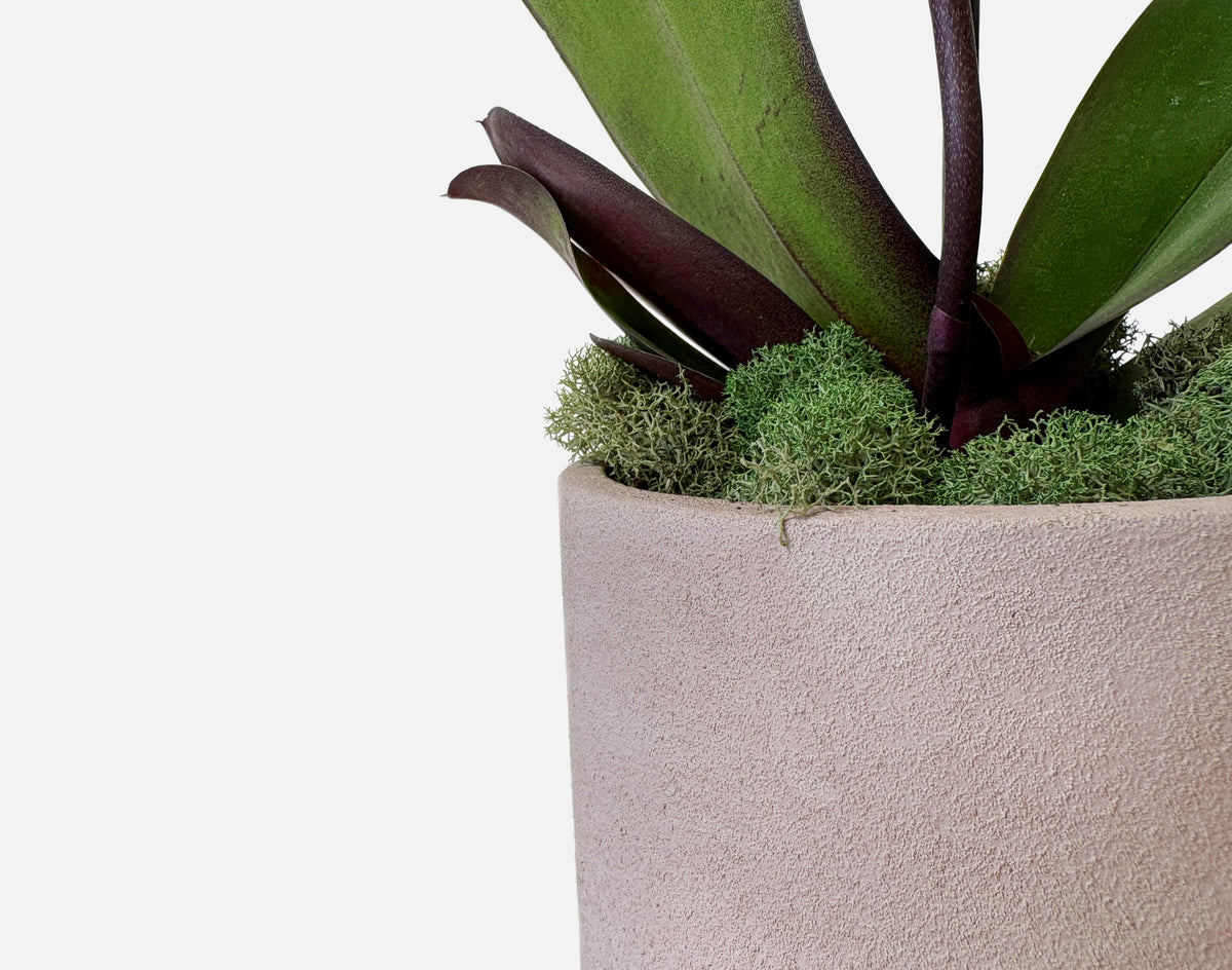 The Earthen Orchid