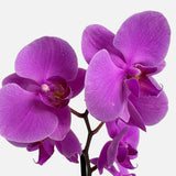 The Earthen Orchid