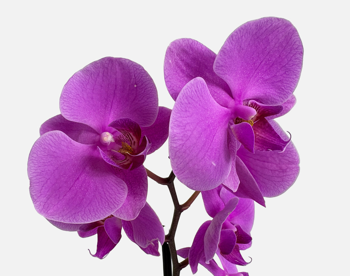 The Earthen Orchid