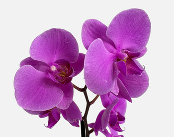 The Earthen Orchid