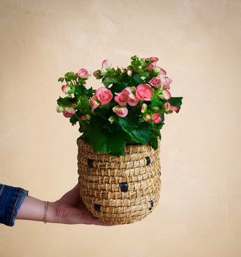 The First Bloom