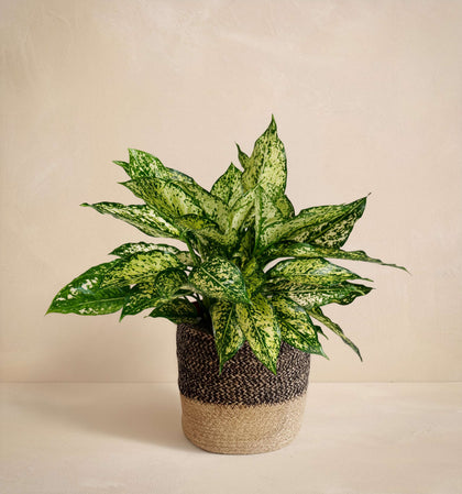 plant for fresh air The Breath of Fresh Air