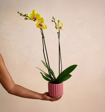 The Fuchsia Flair