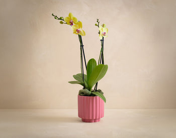 The Fuchsia Flair