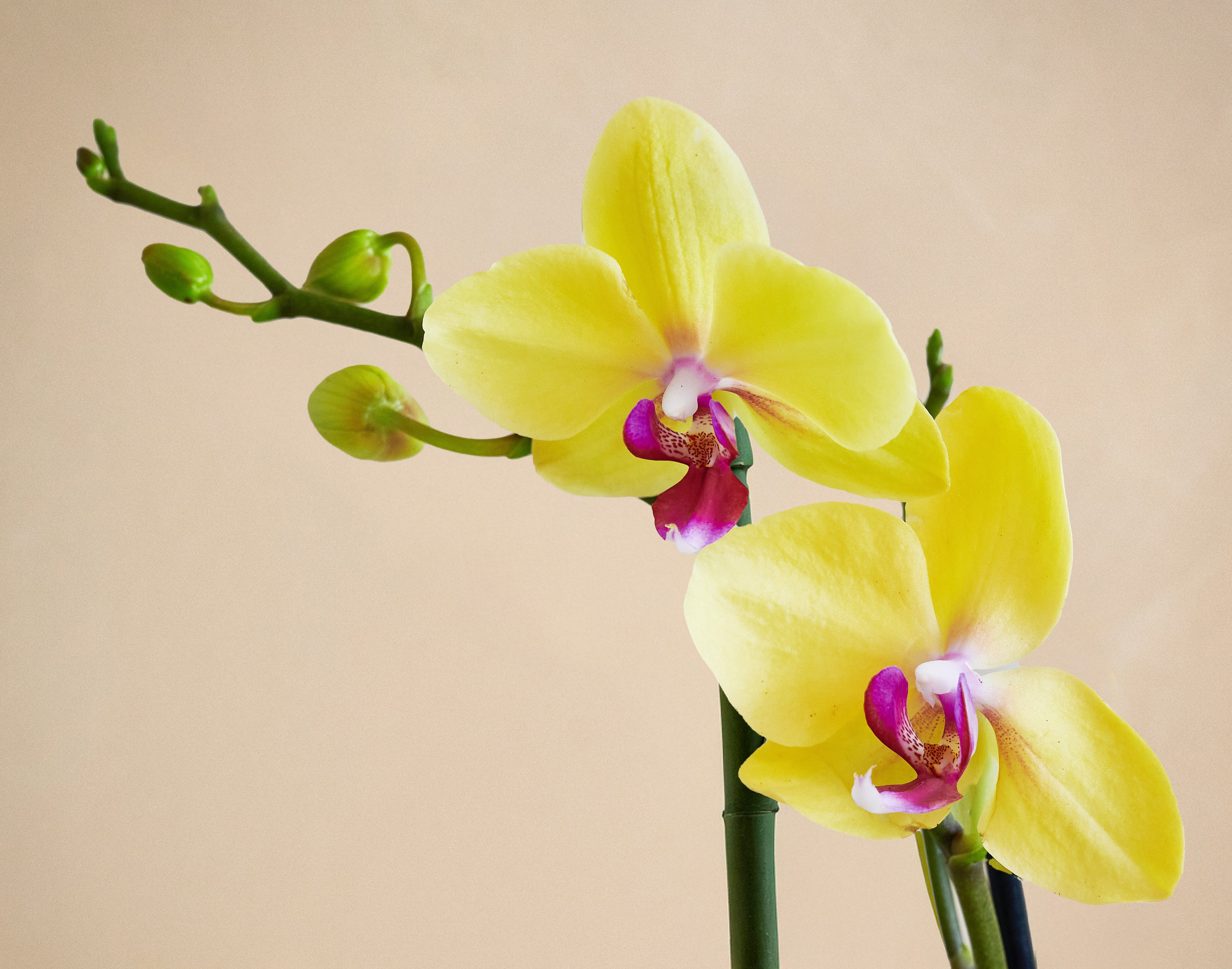 The Fuchsia Flair | UrbanStems Flower Delivery