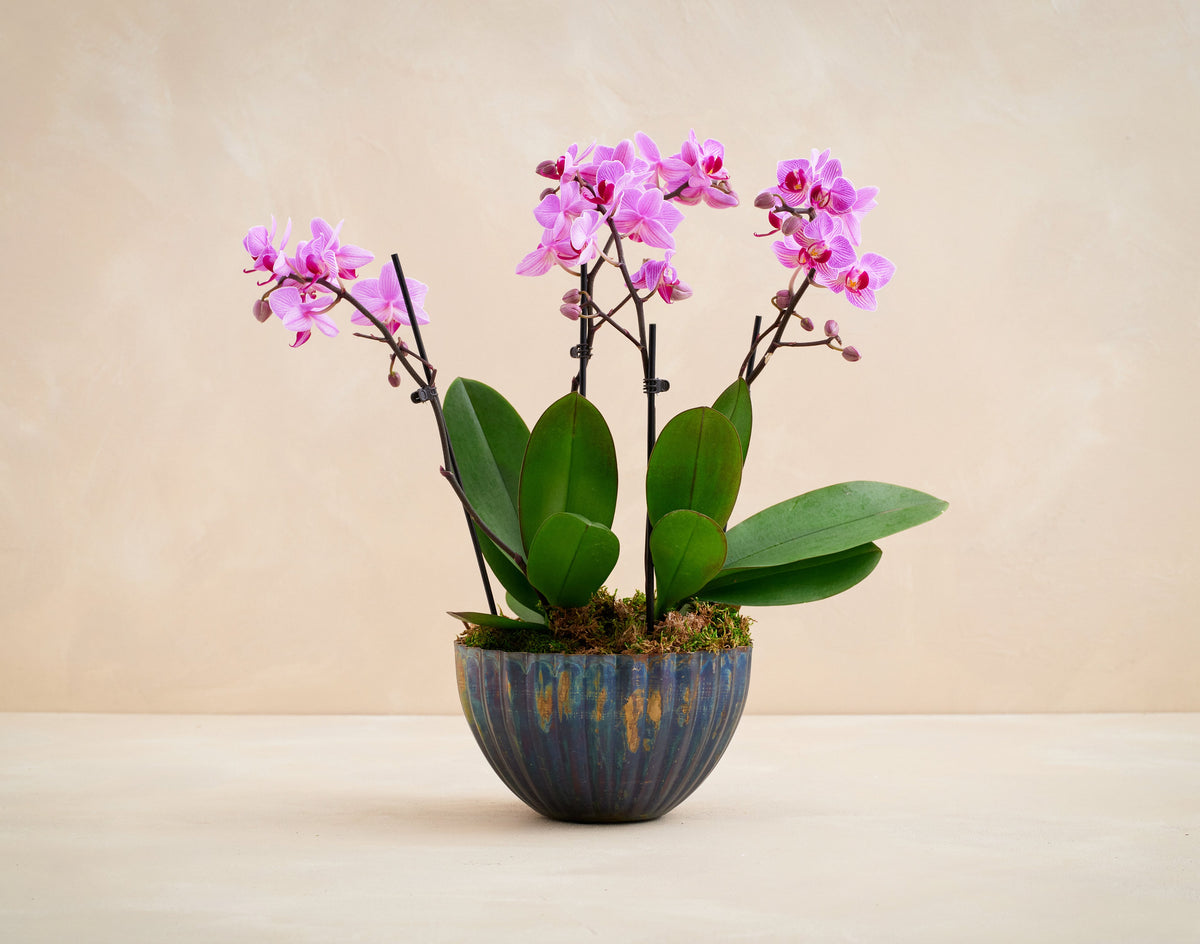Potted orchid with pink flowers on a beige background
