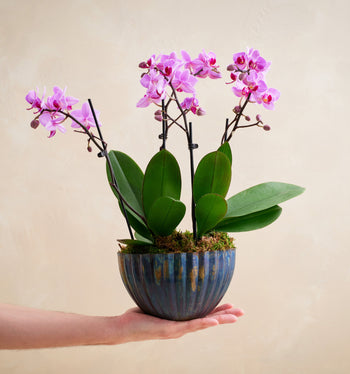 Potted orchid with pink flowers held by a hand against a beige background