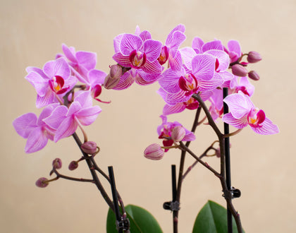 Pink orchids against a beige background