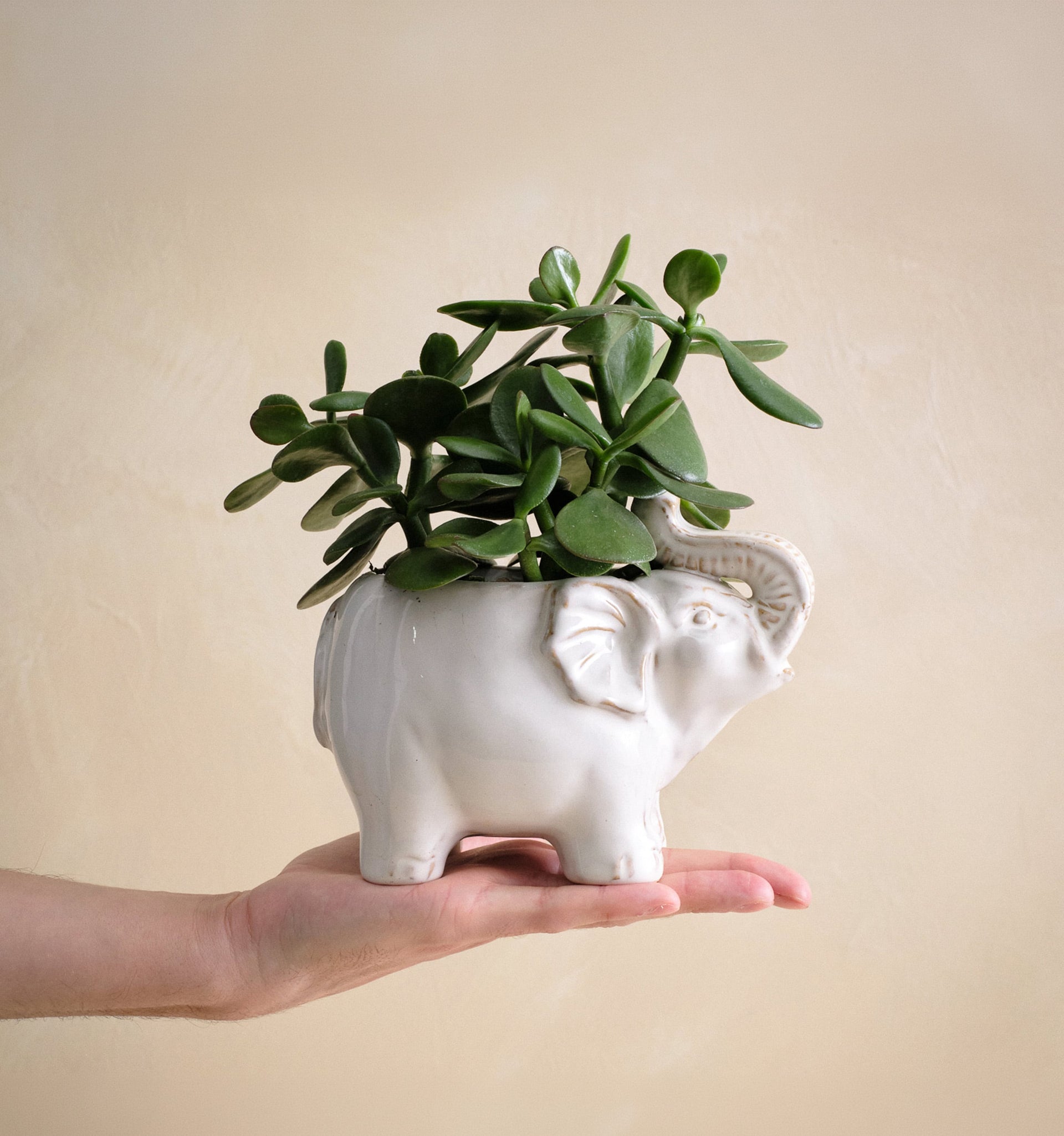 elephant plant pot The Good Omen