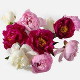 The Grower's Choice Peony