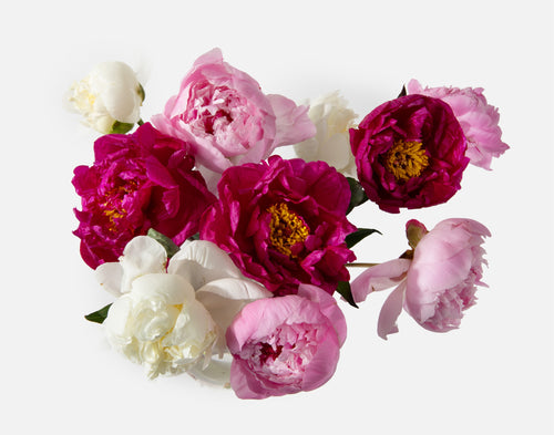 The Grower's Choice Peony