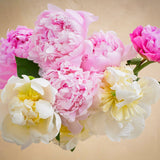 The Grower's Choice Peony
