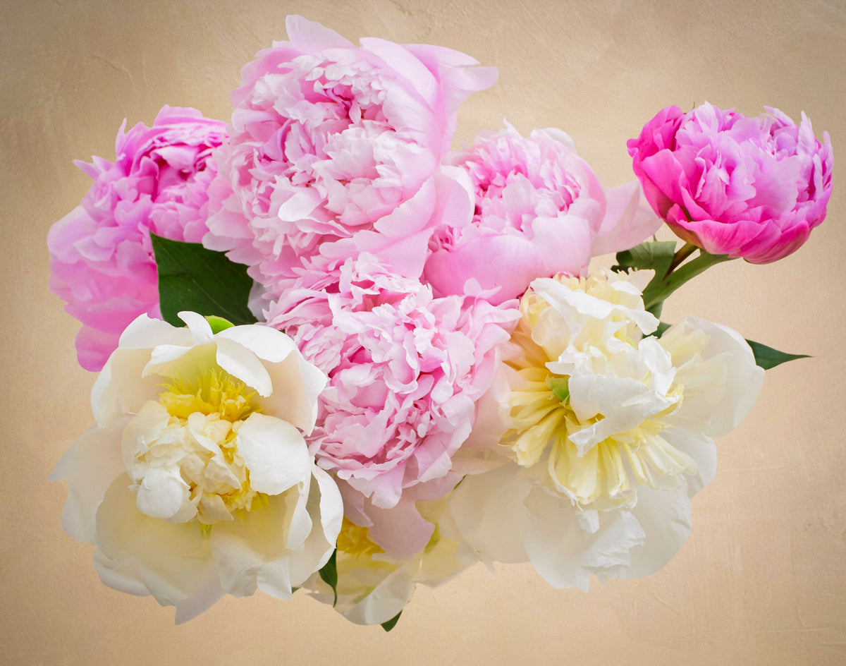 The Grower's Choice Peony