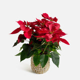 The Holiday Poinsettia
