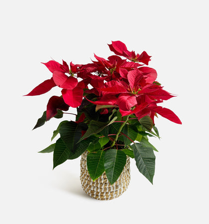 The Holiday Poinsettia