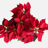 The Holiday Poinsettia
