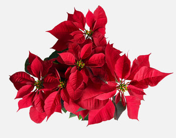 The Holiday Poinsettia