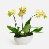 The Sweetheart Orchids