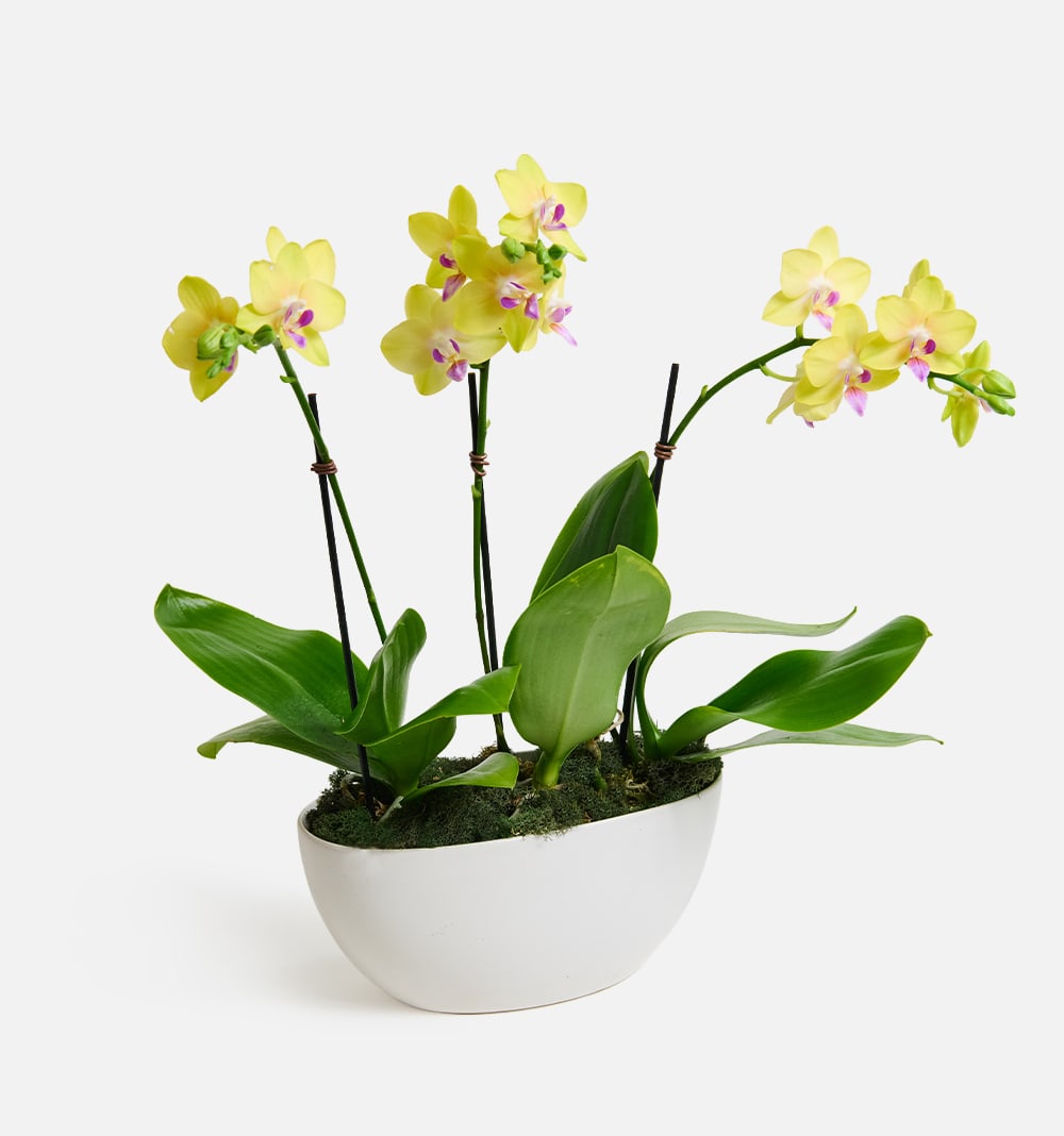 The Sweetheart Orchids