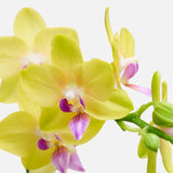 The Sweetheart Orchids
