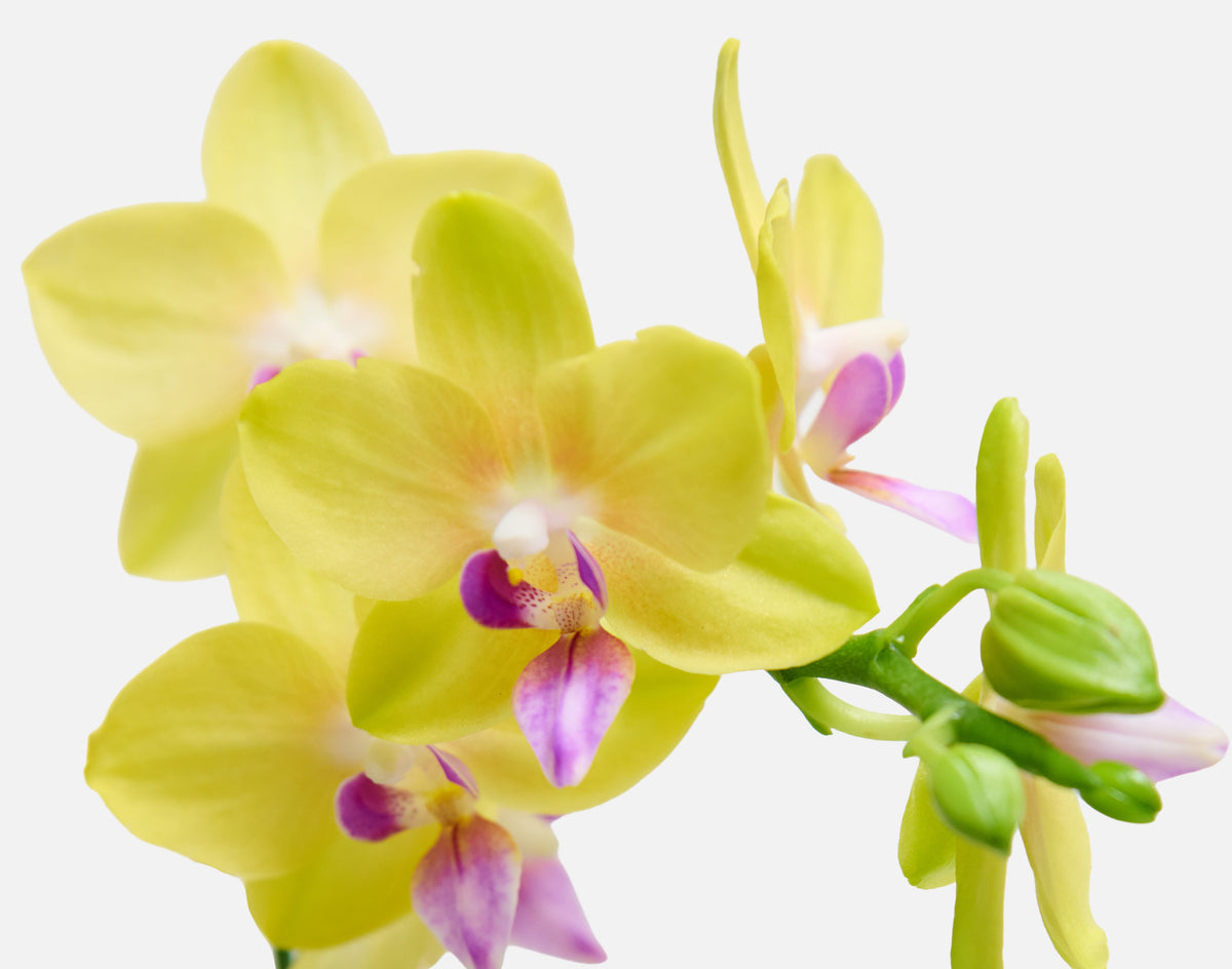 The Sweetheart Orchids