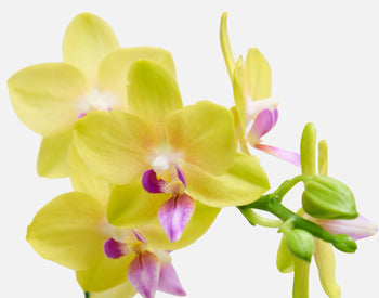 The Sweetheart Orchids