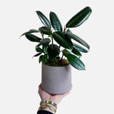 The Lacquered Leaves