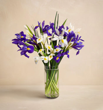 Bouquet of purple and white irises in a clear vase on a beige background