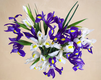Bouquet of purple and white flowers on a beige background
