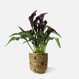 The Midnight Calla