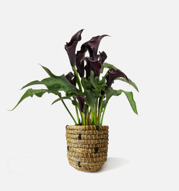 The Midnight Calla