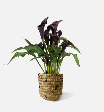 The Midnight Calla