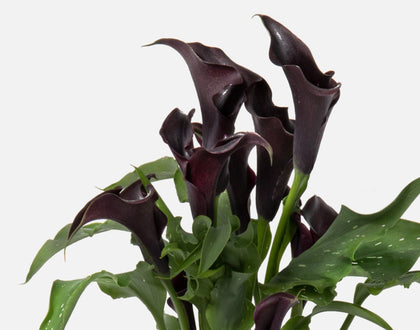The Midnight Calla