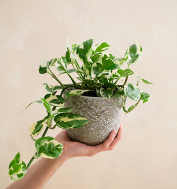 Hand holding a potted plant with a beige background