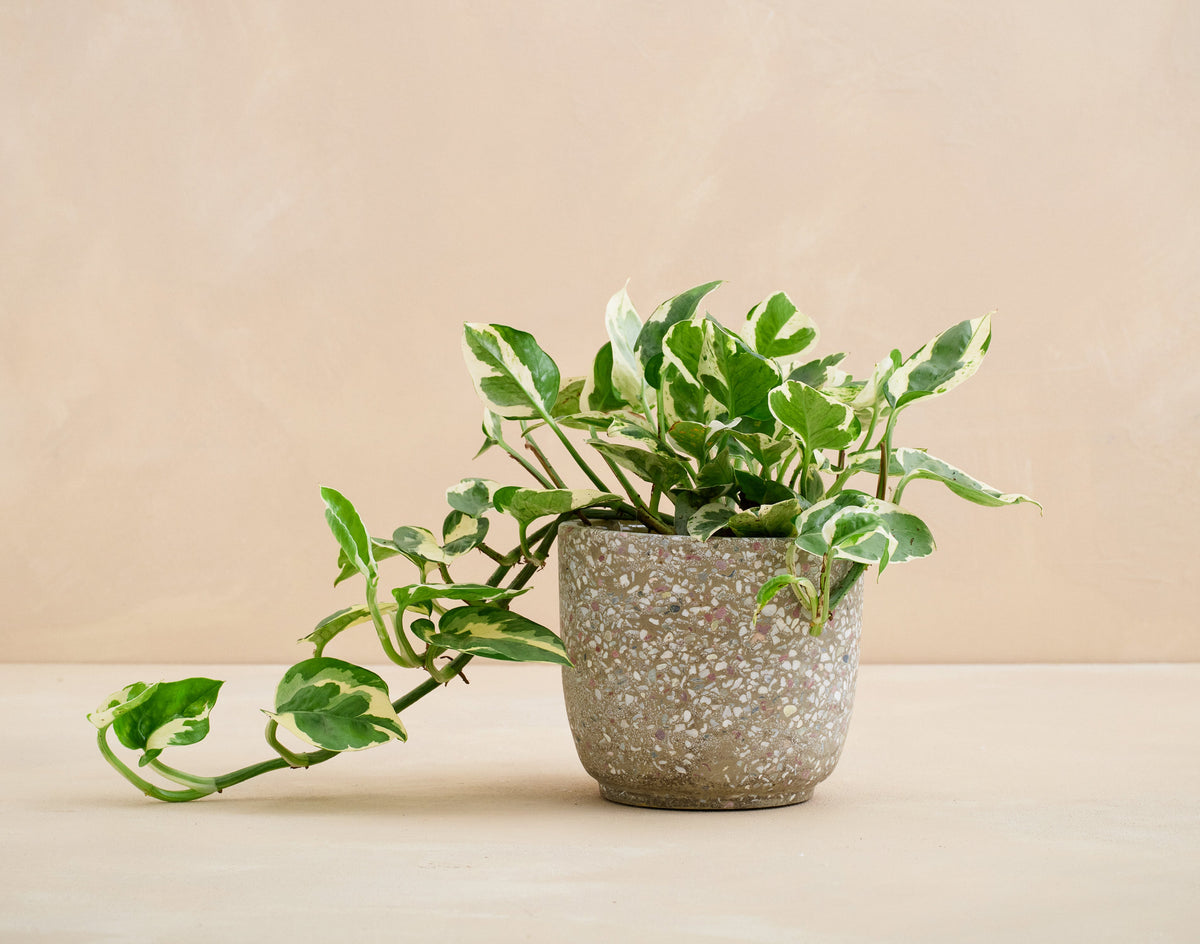Potted plant with a speckled pot on a beige background