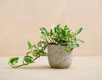 Potted plant with a speckled pot on a beige background
